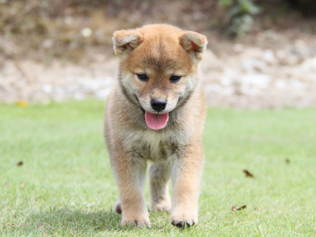 IMG_8229-shibainu-puppy