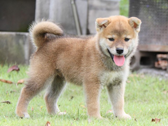 IMG_8257-shibainu-puppy