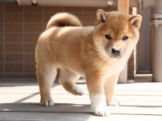 IMG_8258Shiba IMG_8258Shiba