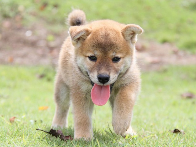 IMG_8267-shibainu-puppy