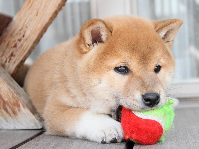 IMG_8295Shiba IMG_8295Shiba