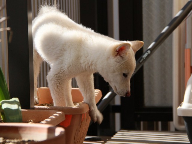 IMG_8335Shiba IMG_8335Shiba