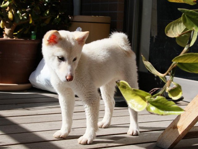 IMG_8387Shiba IMG_8387Shiba