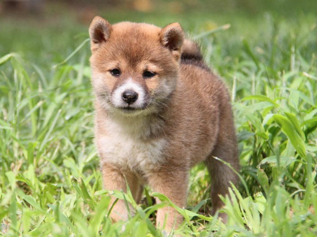 IMG_8390shiba IMG_8390shiba