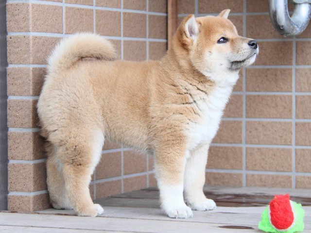 IMG_8412Shiba IMG_8412Shiba