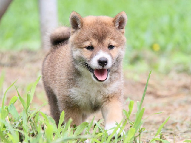 IMG_8416shiba IMG_8416shiba