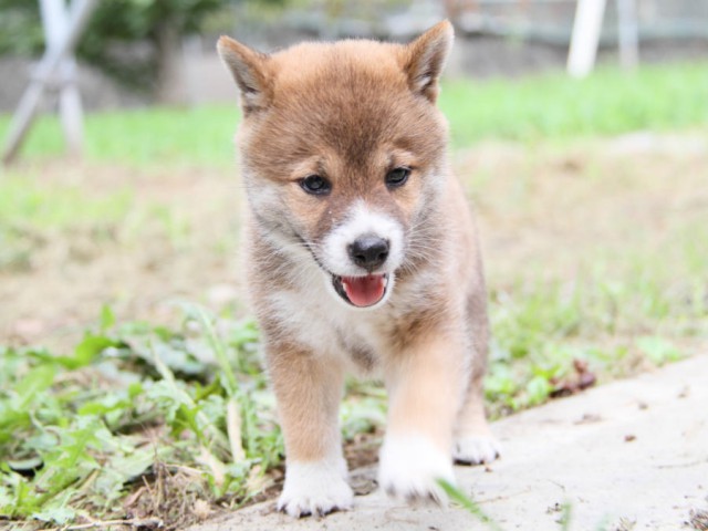 IMG_8429shiba IMG_8429shiba