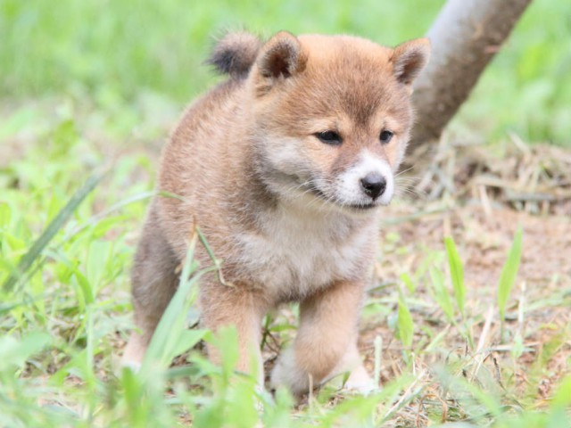 IMG_8432shiba IMG_8432shiba