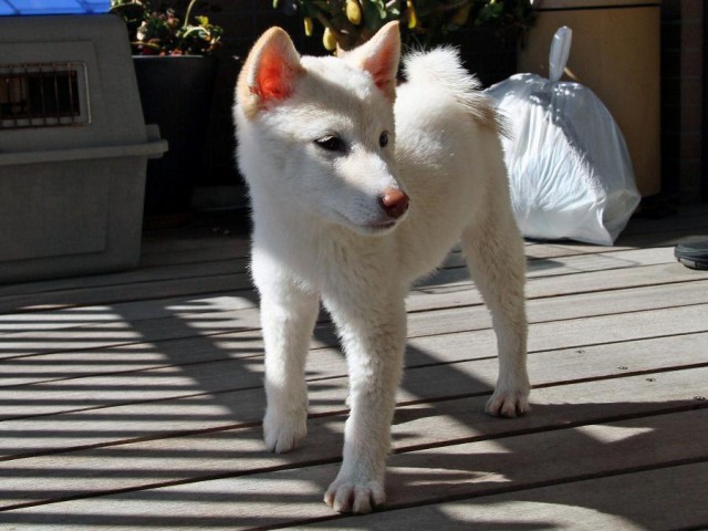 IMG_8436Shiba IMG_8436Shiba