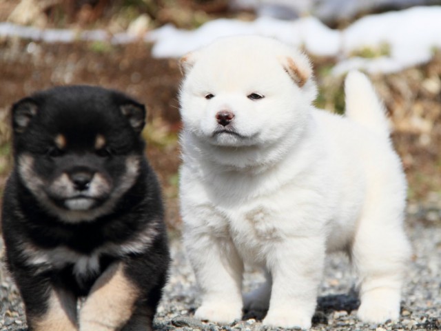 IMG_8447-shibainu-puppy IMG_8447-shibainu-puppy