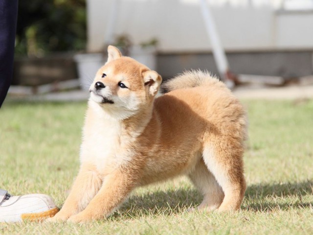 IMG_8450--shibainu Puppy IMG_8450--shibainu Puppy