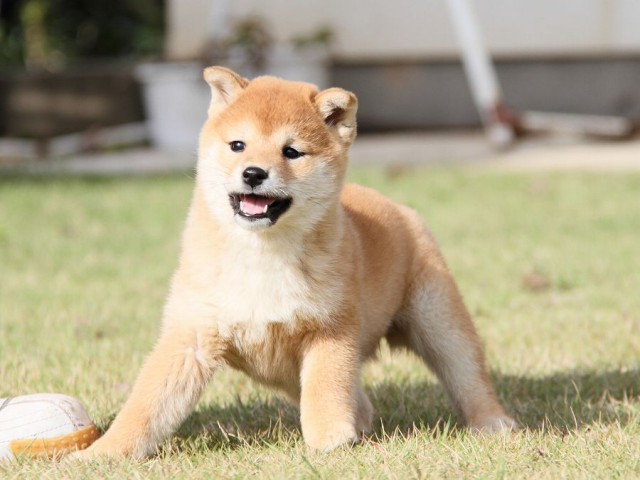 IMG_8452--shibainu Puppy IMG_8452--shibainu Puppy