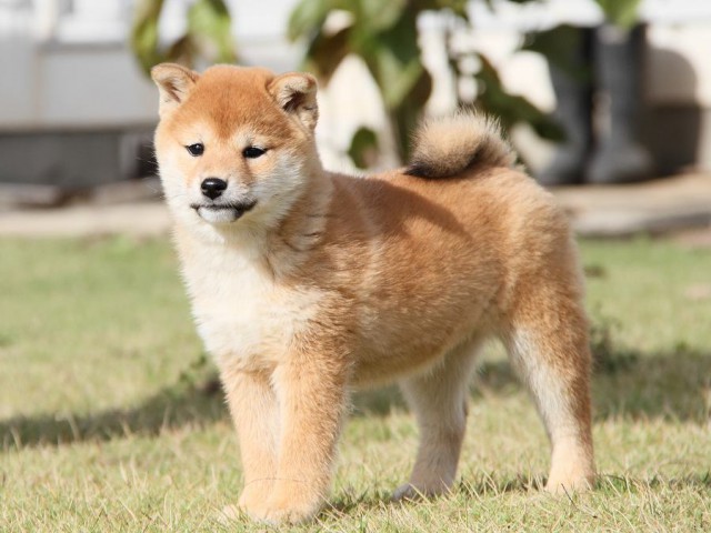 IMG_8460--shibainu Puppy IMG_8460--shibainu Puppy