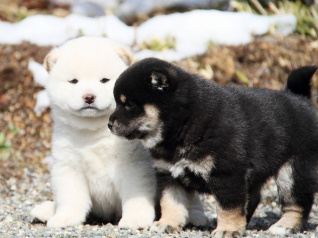 IMG_8475-shibainu-puppy IMG_8475-shibainu-puppy
