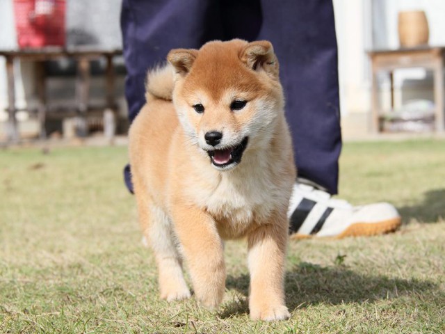 IMG_8481--shibainu Puppy IMG_8481--shibainu Puppy