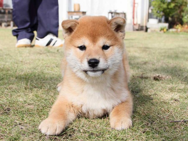 IMG_8491--shibainu Puppy IMG_8491--shibainu Puppy