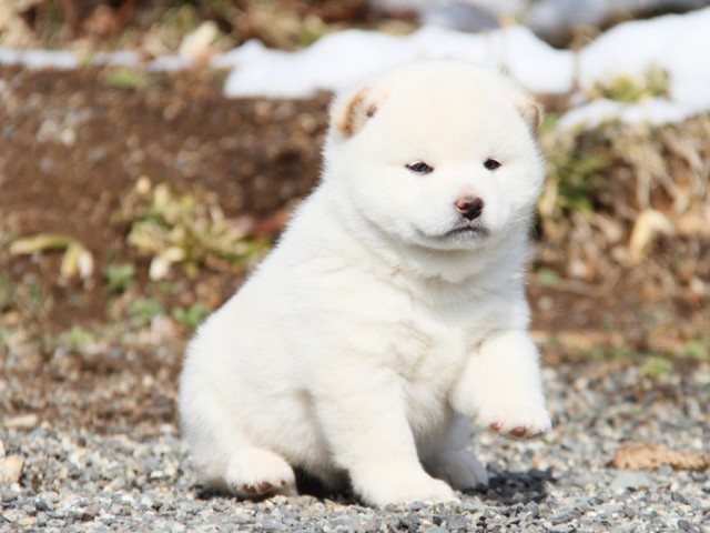 IMG_8498-shibainu-puppy IMG_8498-shibainu-puppy