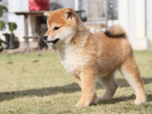 IMG_8500--shibainu Puppy IMG_8500--shibainu Puppy