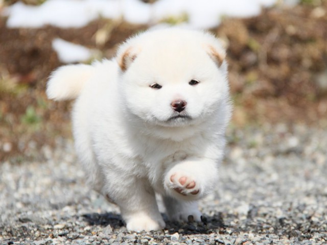 IMG_8503-shibainu-puppy IMG_8503-shibainu-puppy