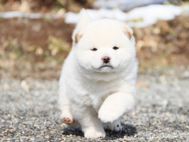 IMG_8506-shibainu-puppy IMG_8506-shibainu-puppy