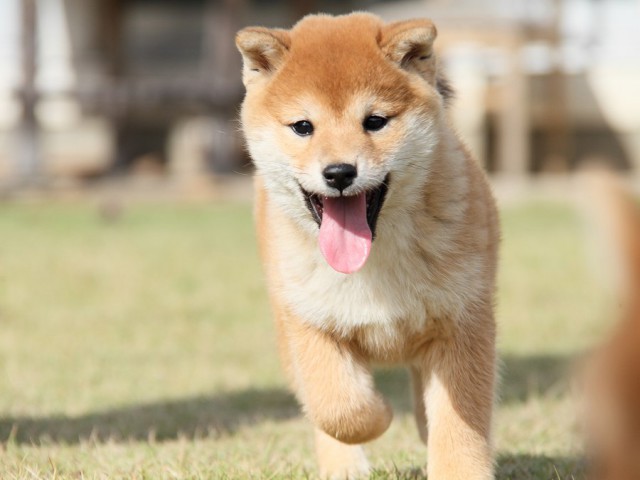 IMG_8549--shibainu Puppy IMG_8549--shibainu Puppy