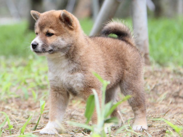 IMG_8578shiba IMG_8578shiba
