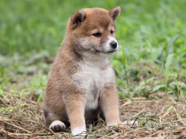 IMG_8590shiba IMG_8590shiba