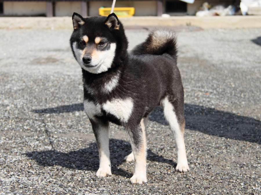 IMG_8597-shibainu-puppy