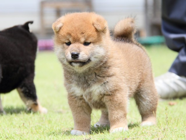 IMG_8646-shibainu-puppy
