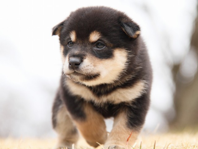 IMG_8670-shibainu-puppy IMG_8670-shibainu-puppy