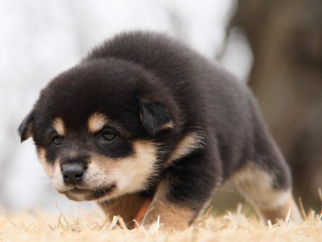 IMG_8676-shibainu-puppy IMG_8676-shibainu-puppy