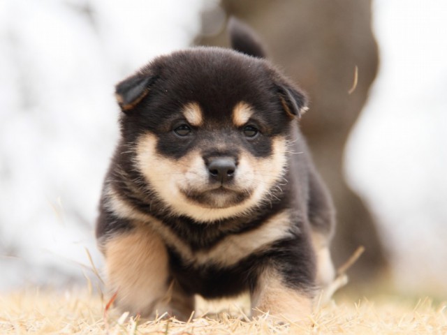 IMG_8722-shibainu-puppy IMG_8722-shibainu-puppy