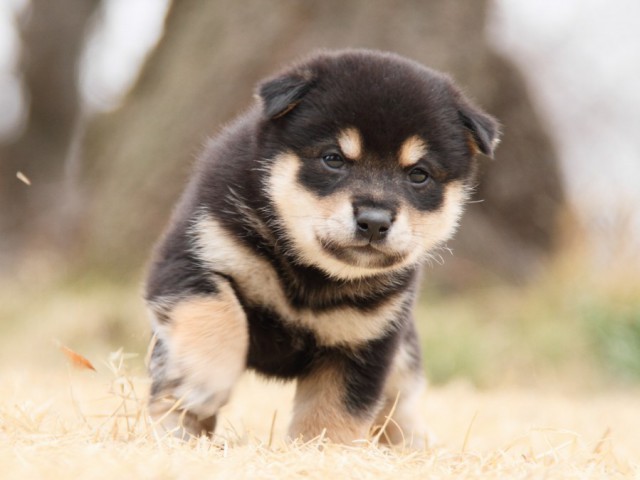 IMG_8726-shibainu-puppy IMG_8726-shibainu-puppy