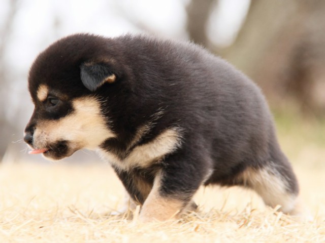 IMG_8734-shibainu Puppy IMG_8734-shibainu Puppy