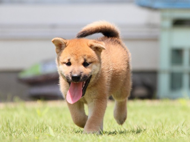 IMG_8738-shibainu Puppy IMG_8738-shibainu Puppy