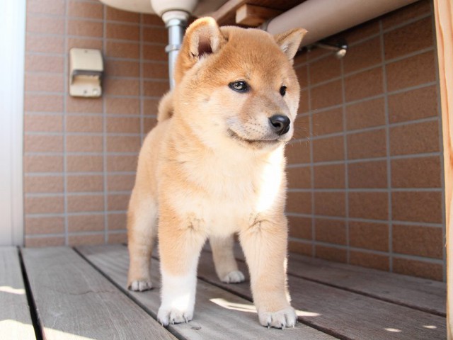 IMG_8746Shiba IMG_8746Shiba