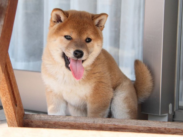 IMG_8750Shiba IMG_8750Shiba
