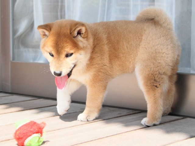 IMG_8751Shiba IMG_8751Shiba