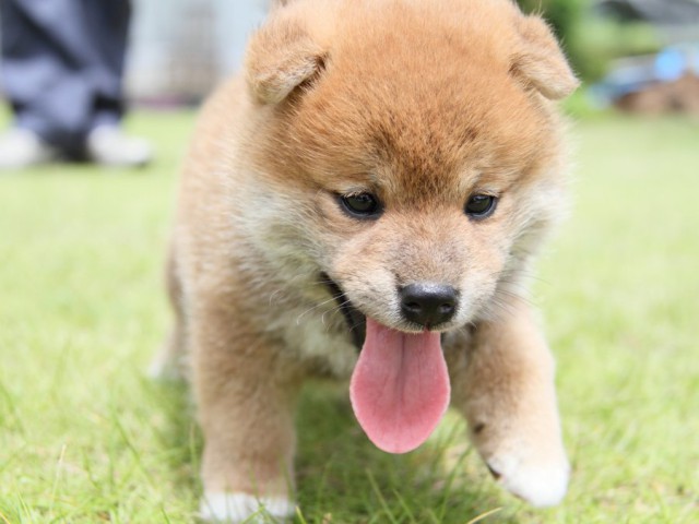 IMG_8755-shibainu-puppy