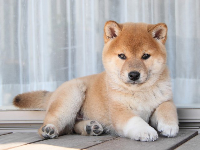 IMG_8756Shiba IMG_8756Shiba