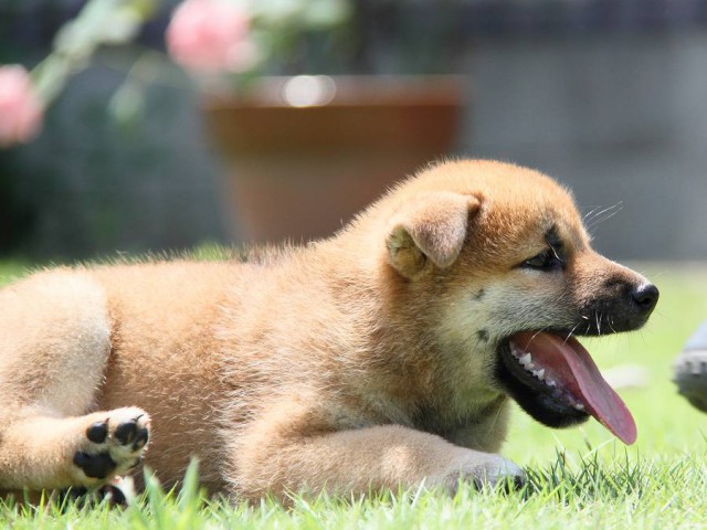IMG_8763-shibainu Puppy IMG_8763-shibainu Puppy