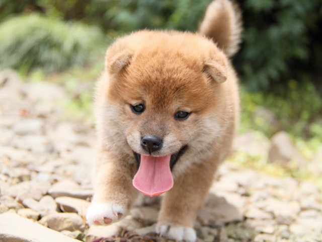 IMG_8853-shibainu-puppy