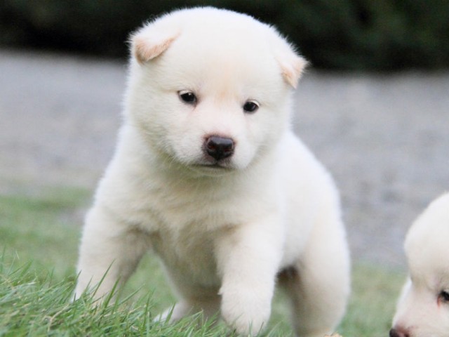 IMG_8912shiba IMG_8912shiba