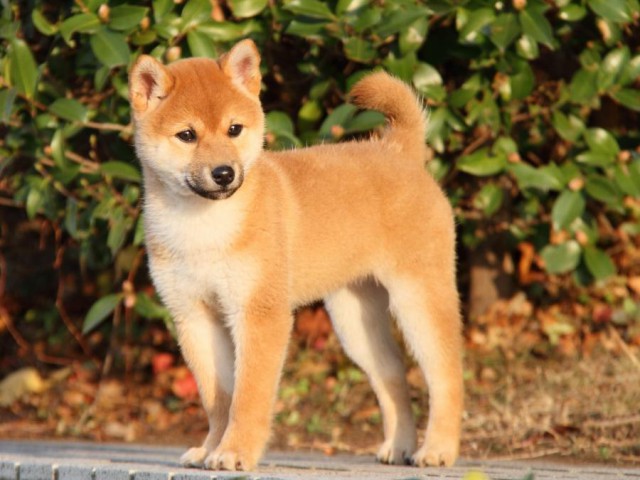 IMG_8947-shibainu-koinu