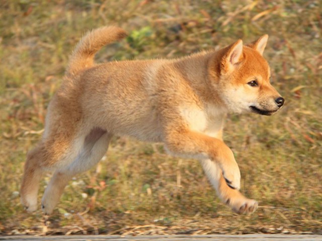 IMG_8963-shibainu-koinu