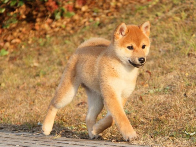 IMG_8975-shibainu-koinu