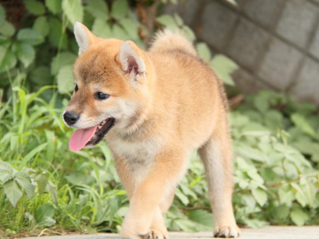 IMG_8995-shibainu-puppy