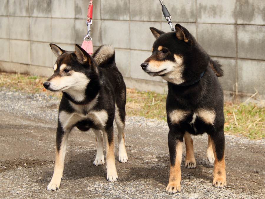 IMG_8998-shibainu-puppy