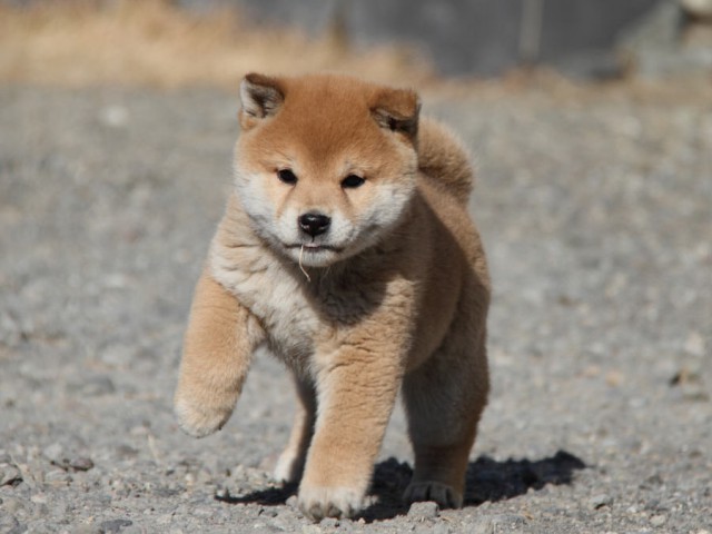 IMG_9030shibainu IMG_9030shibainu