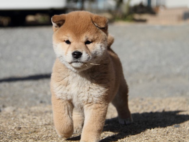 IMG_9039shibainu IMG_9039shibainu